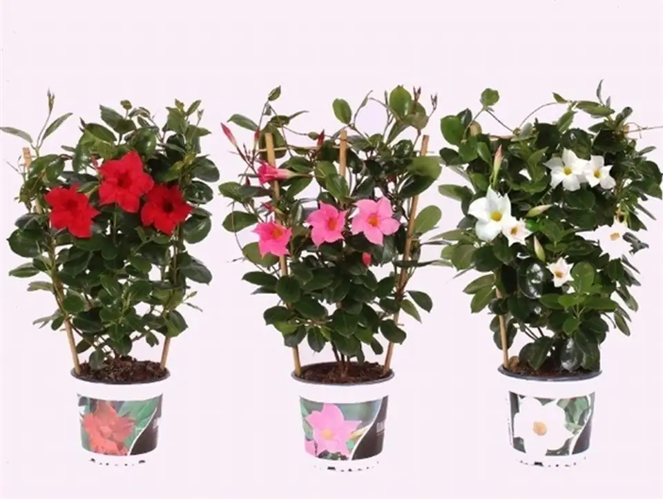 Мандевила D15 H45 - Mandevilla Diamantina mix