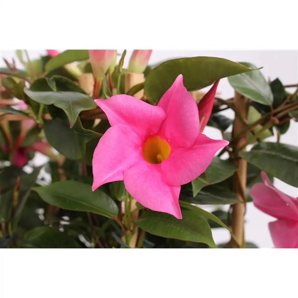 Мандевила D15 H45 - Mandevilla Diamantina mix - Image 2