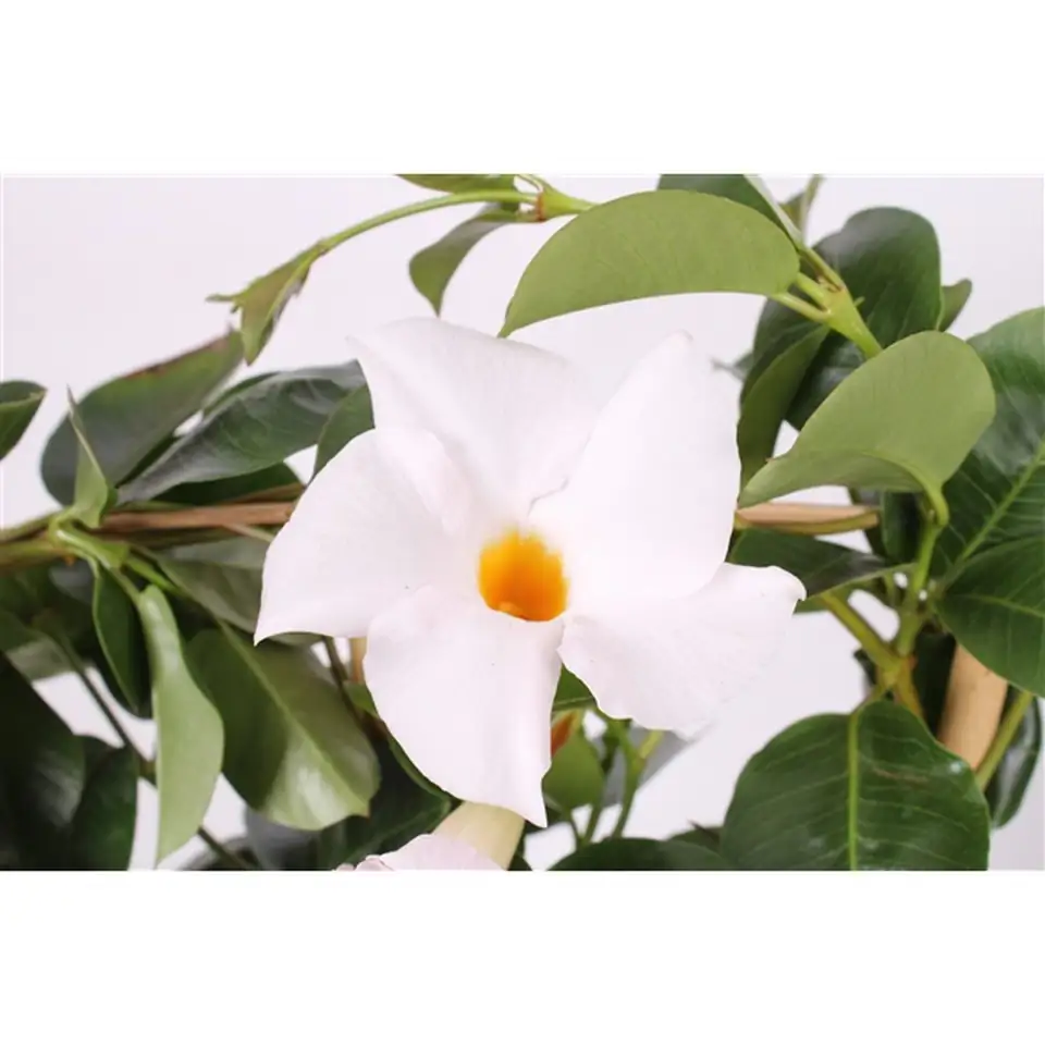 Мандевила D15 H45 - Mandevilla Diamantina mix - Image 3