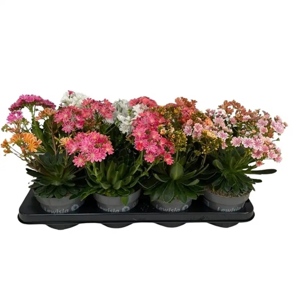 Левисиа D13 H25 - Lewisia cotyledon