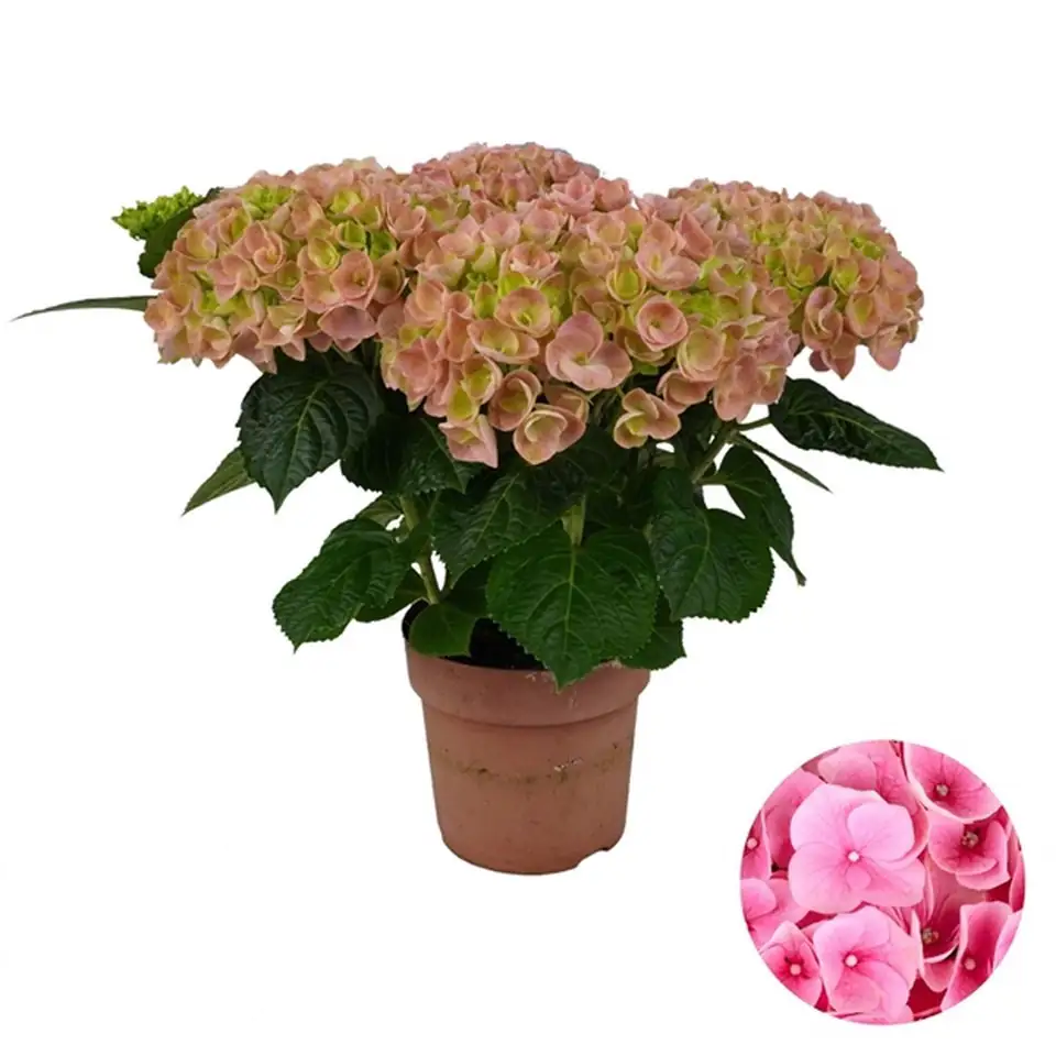 Хортензия D14 H40 - Hydrangea Mophead Pink