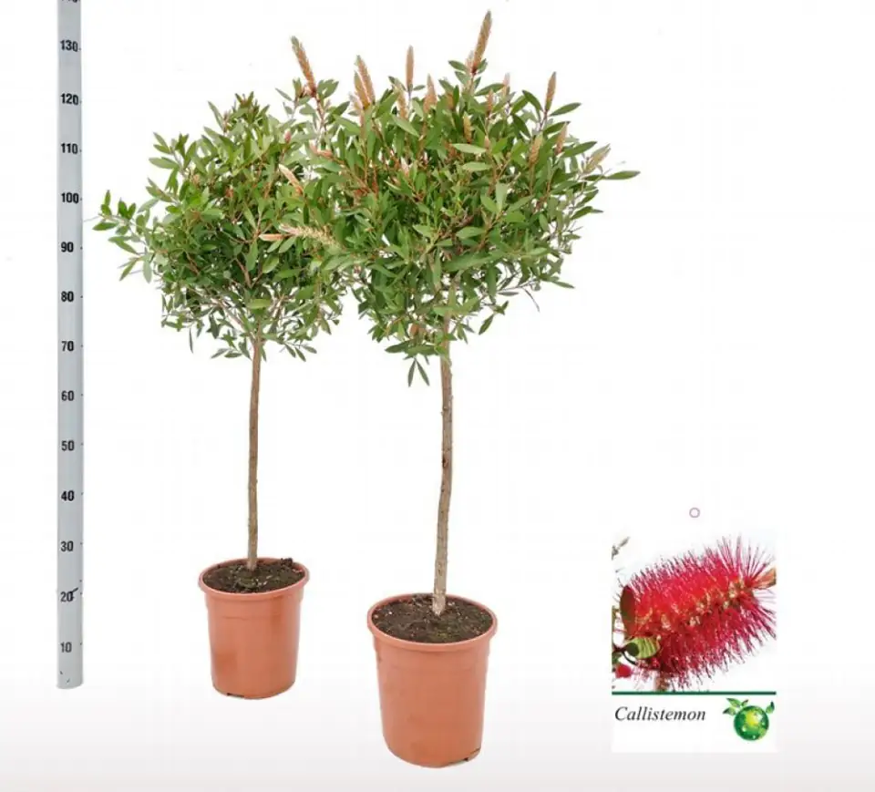Калистемон D32 H120 - Callistemon citrinus Masotti