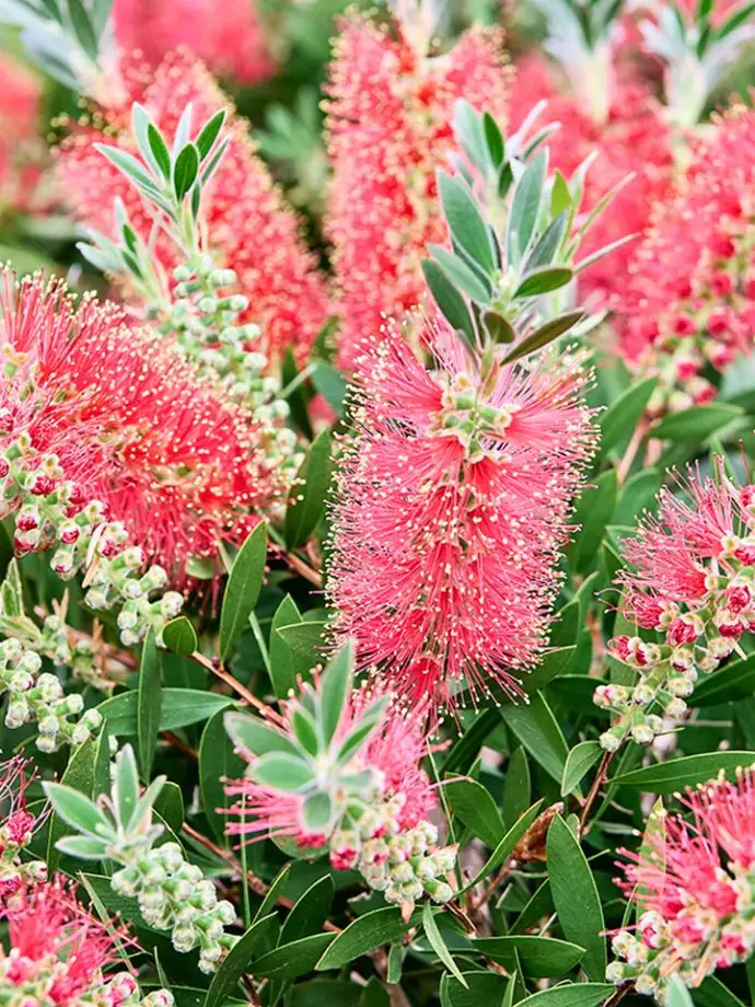 Калистемон D26 H120 - Callistemon citrinus Masotti - Image 2