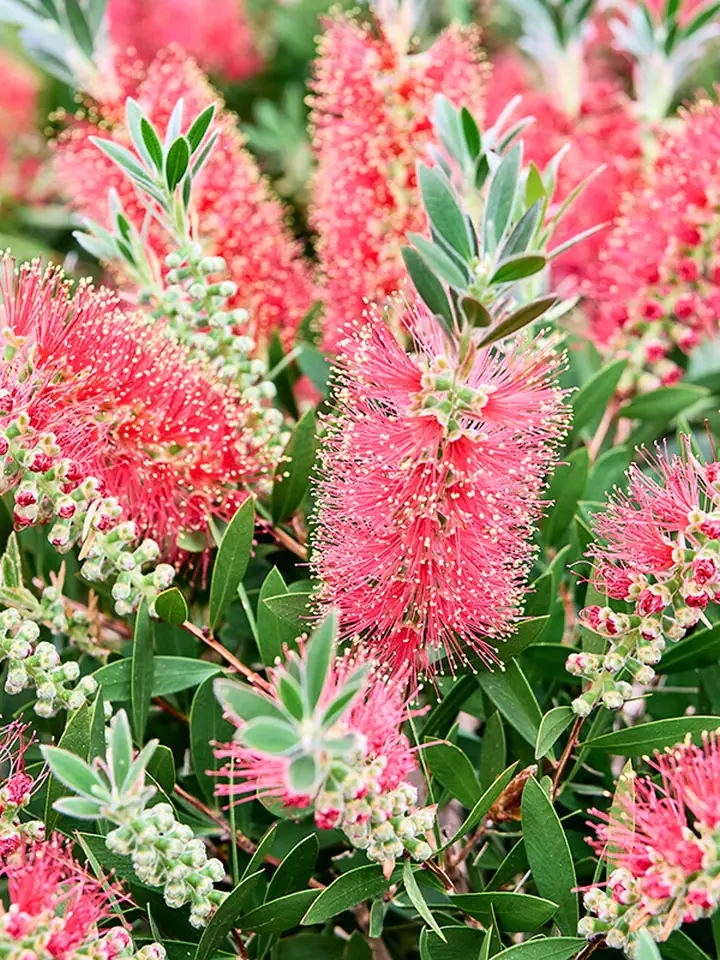 Калистемон D32 H120 - Callistemon citrinus Masotti - Image 2