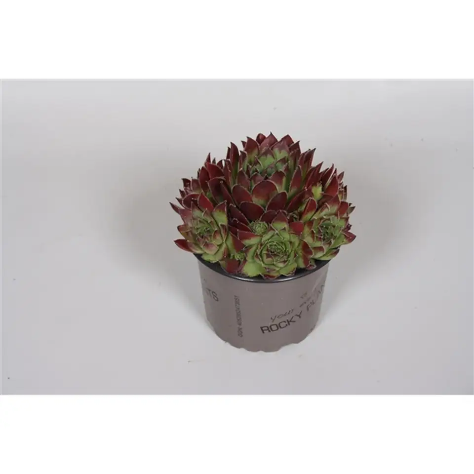 Семпервивум D9 H5 - Sempervivum mix