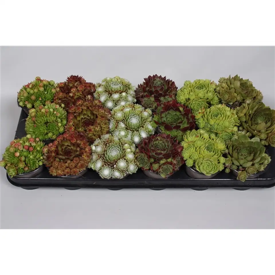 Семпервивум D9 H5 - Sempervivum mix - Image 2