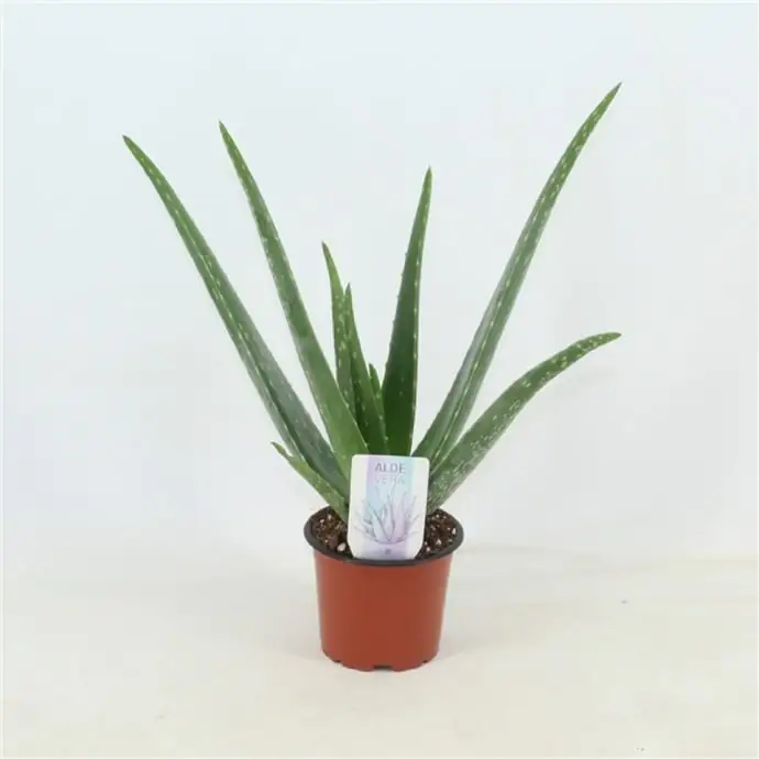 Алое D14 H45 - Aloe Vera