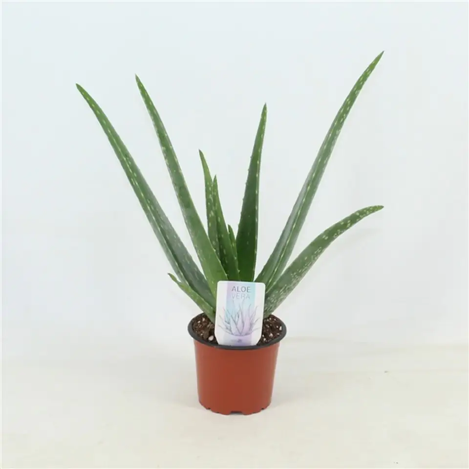 Алое D14 H45 - Aloe Vera