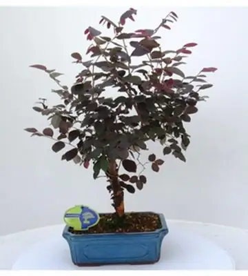 Лоропеталум бонзай D24 H45 - Bonsai Loropetalum Rubra