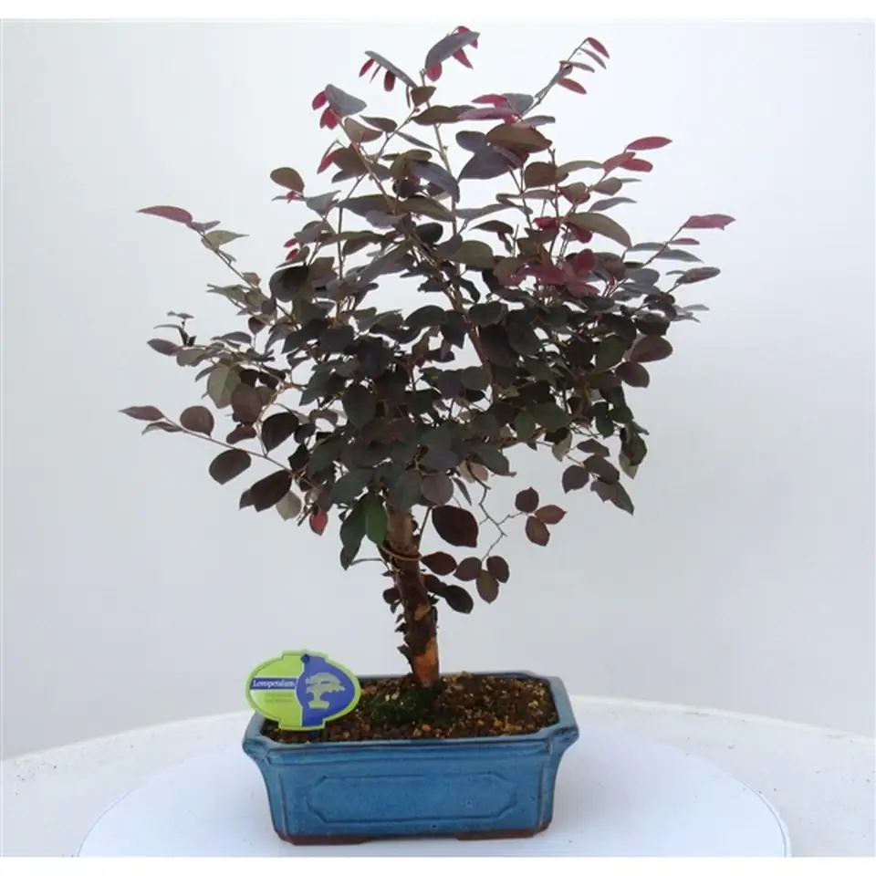 Лоропеталум бонзай D24 H45 - Bonsai Loropetalum Rubra
