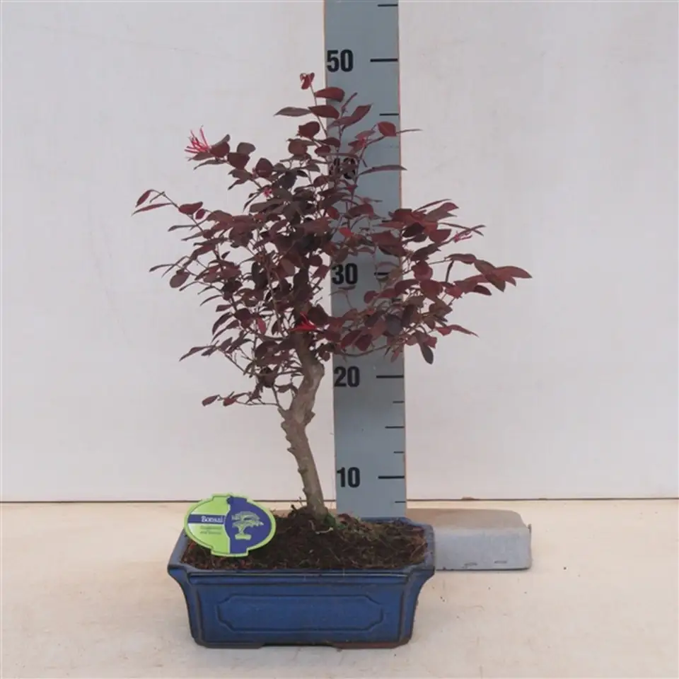 Лоропеталум бонзай D24 H45 - Bonsai Loropetalum Rubra - Image 2