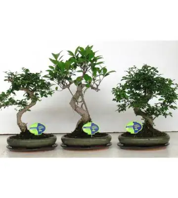 Бонзай D24 H40 - Bonsai mix
