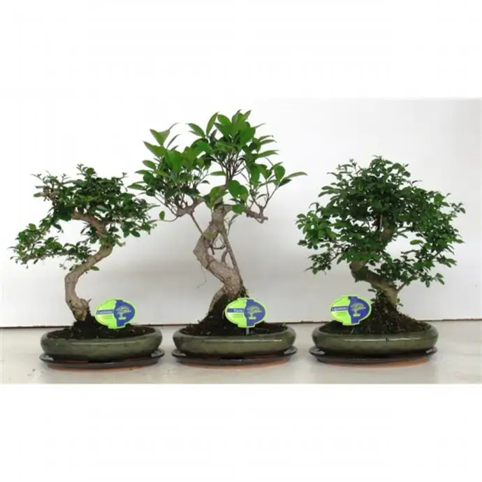 Бонзай D24 H40 - Bonsai mix