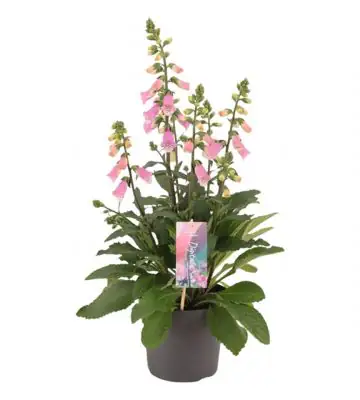 Дигиталис D17 H75 - Digitalis Hanabee Pink