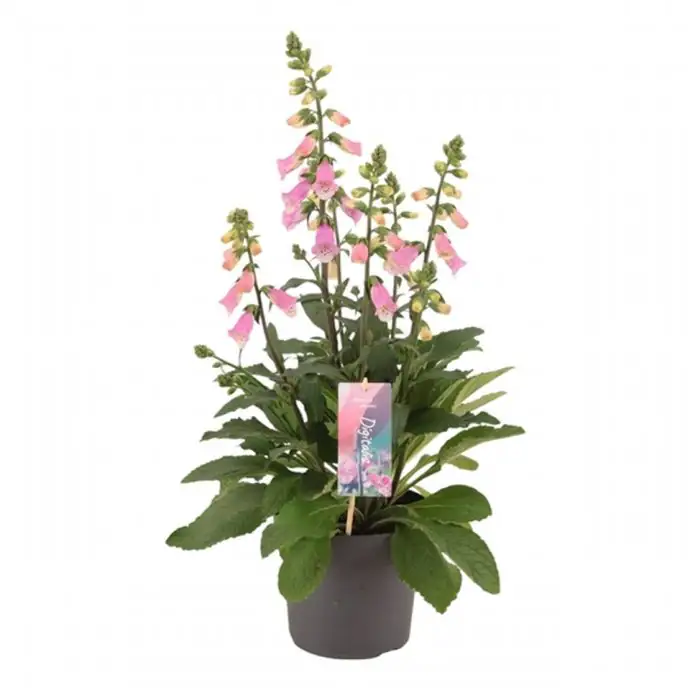 Дигиталис D17 H75 - Digitalis Hanabee Pink