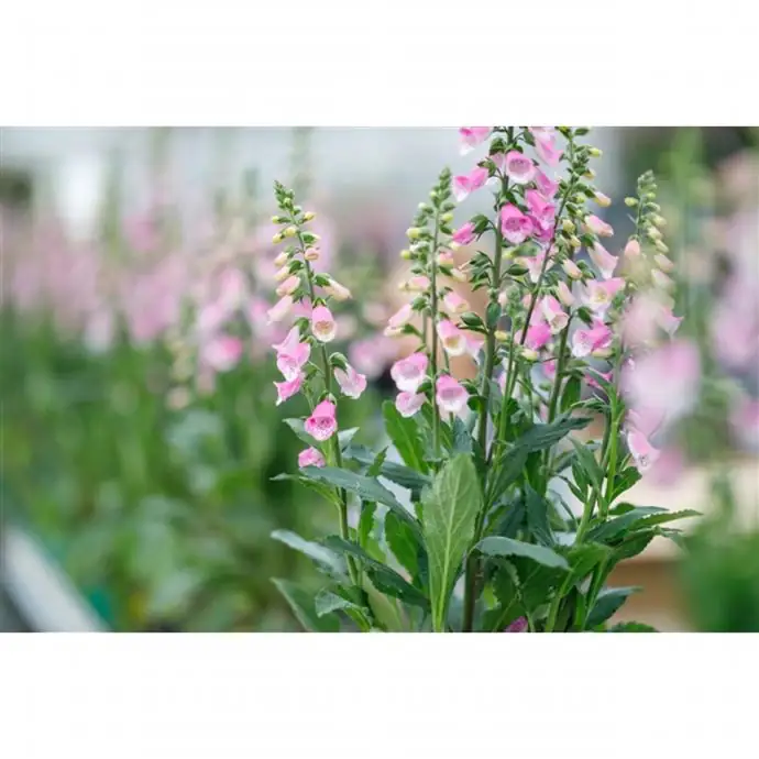 Дигиталис D17 H75 - Digitalis Hanabee Pink - Image 2
