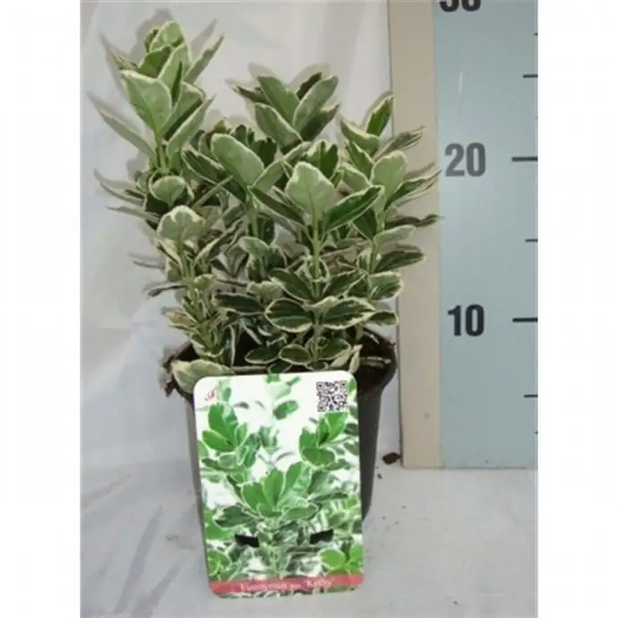 Евонимус D9 H20 - Euonymus jap Kathy - Image 2