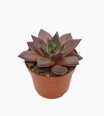 Ечевериа D9 H10 - Echeveria Taurus