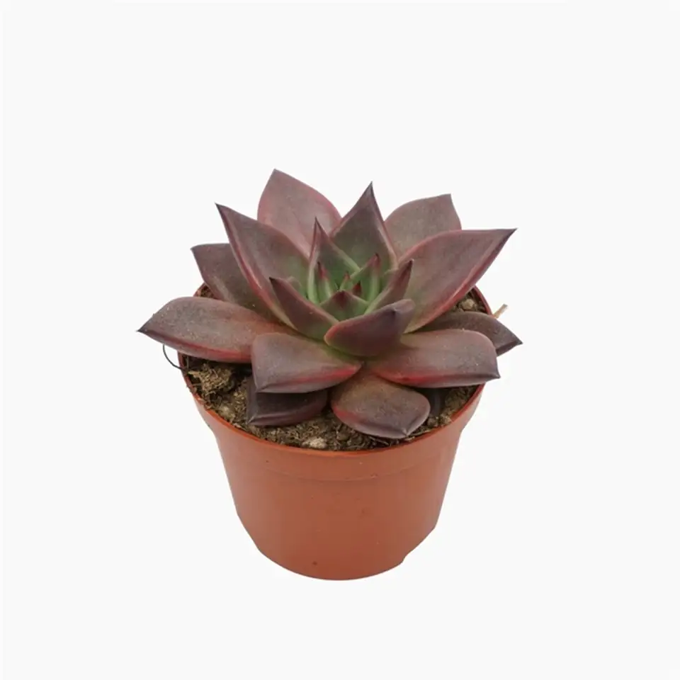 Ечевериа D9 H10 - Echeveria Taurus