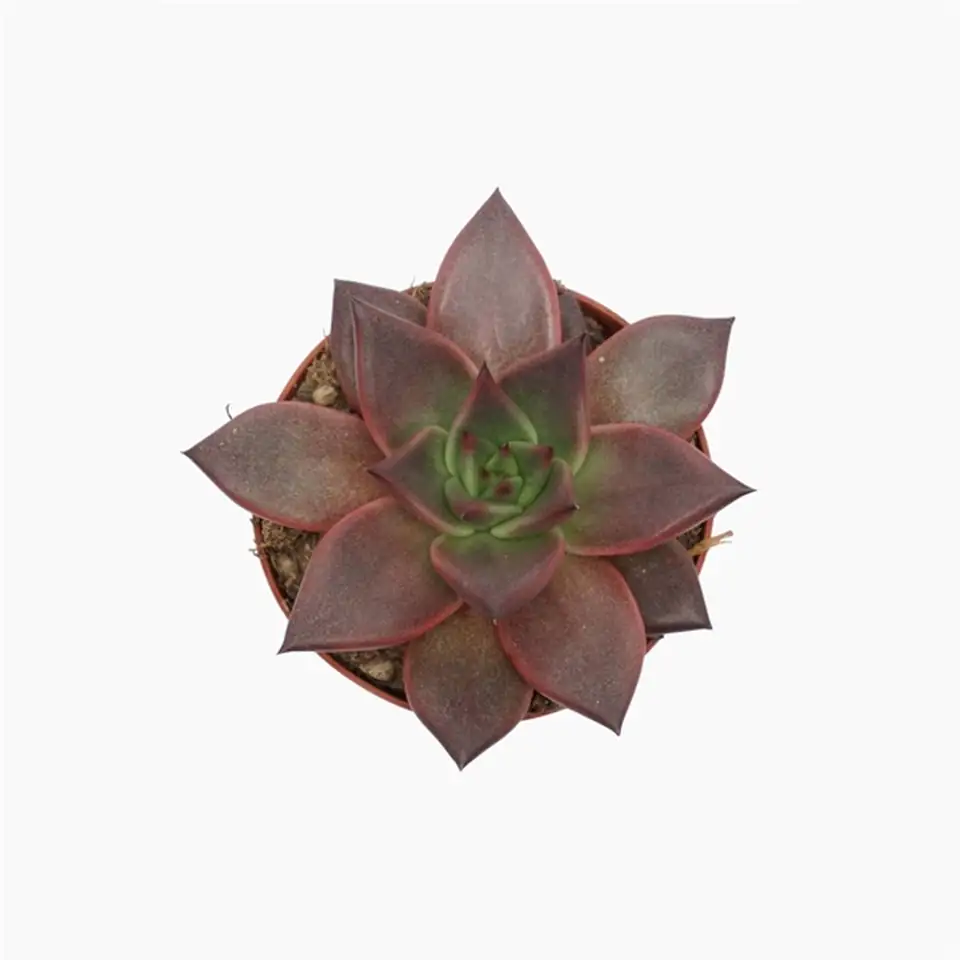 Ечевериа D9 H10 - Echeveria Taurus - Image 2