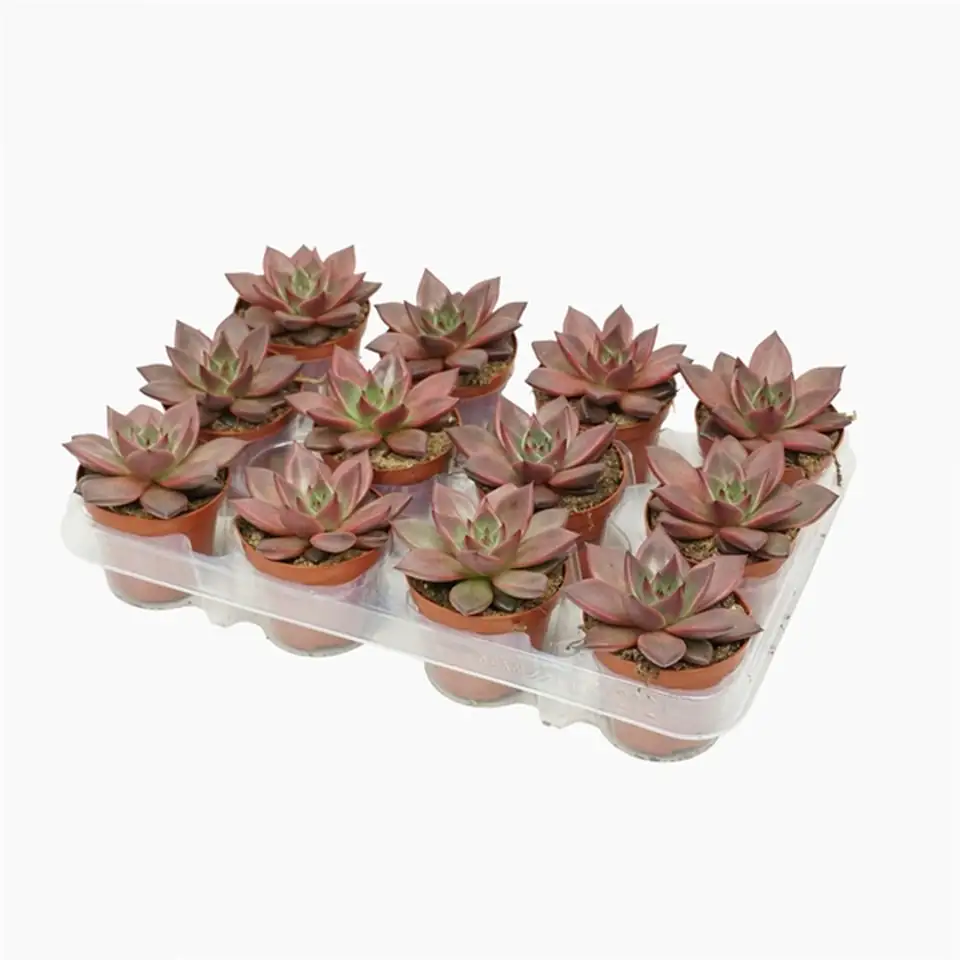 Ечевериа D9 H10 - Echeveria Taurus - Image 3