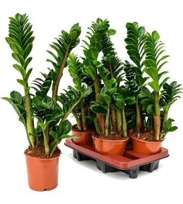 Замиокулкас D14 H35 - Zamioculcas Zenzi