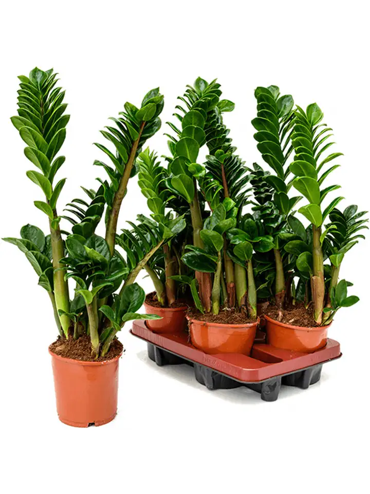 Замиокулкас D14 H35 - Zamioculcas Zenzi