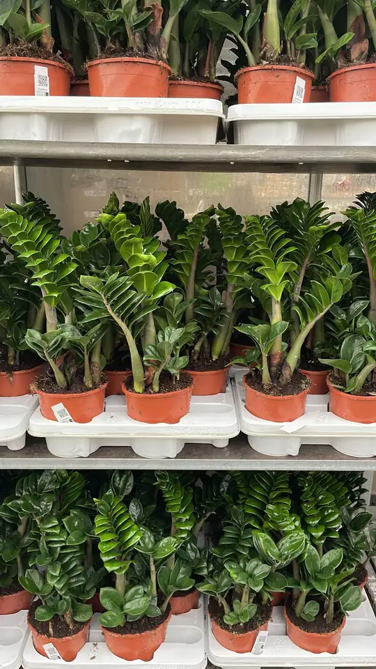 Замиокулкас D14 H35 - Zamioculcas Zenzi - Image 2
