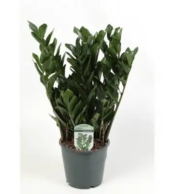 Замиокулкас D17 H55 - Zamioculcas Zamiifolia