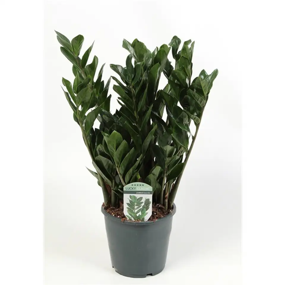 Замиокулкас D17 H55 - Zamioculcas Zamiifolia