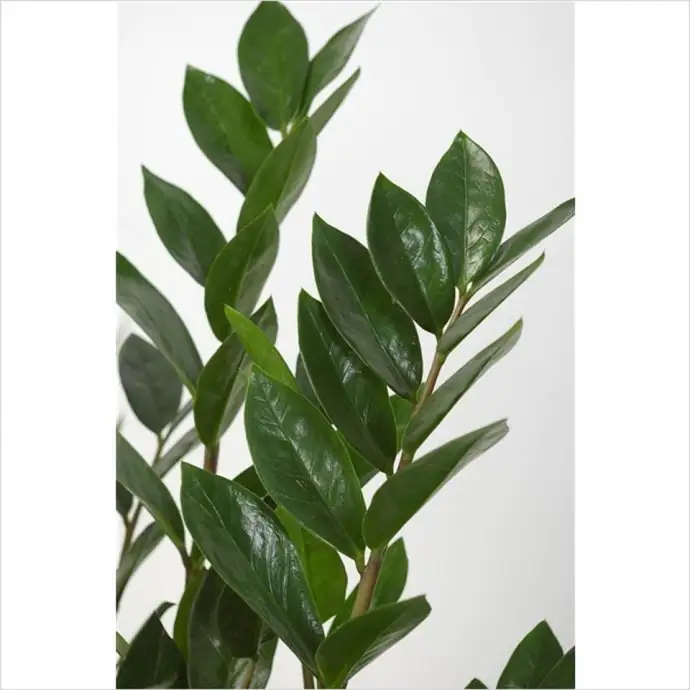 Замиокулкас D17 H55 - Zamioculcas Zamiifolia - Image 2