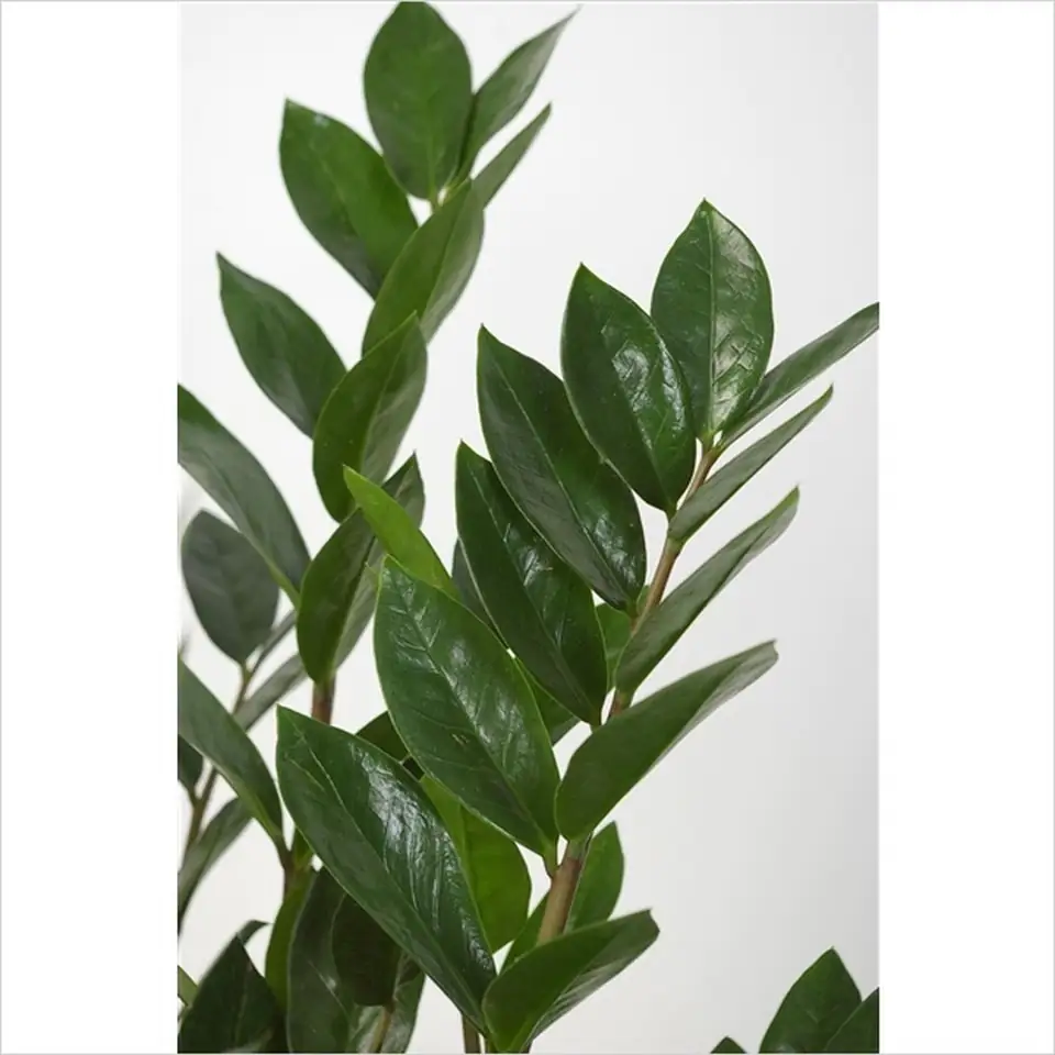 Замиокулкас D17 H55 - Zamioculcas Zamiifolia - Image 2
