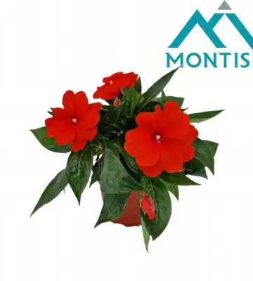 Импасианс D13 H25 - Impatiens NG Colorpower Orange Red