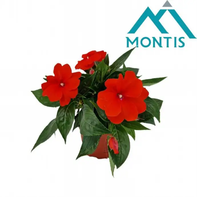 Импасианс D13 H25 - Impatiens NG Colorpower Orange Red