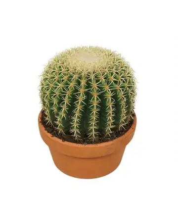 Кактус D17 H20 - Echinocactus Brevispina