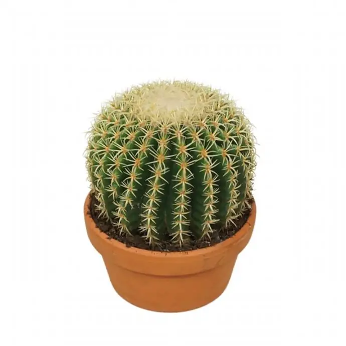 Кактус D17 H20 - Echinocactus Brevispina