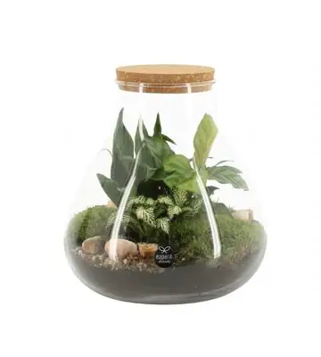 Растения в стъклен съд D23 H25 екосистема - Terrarium