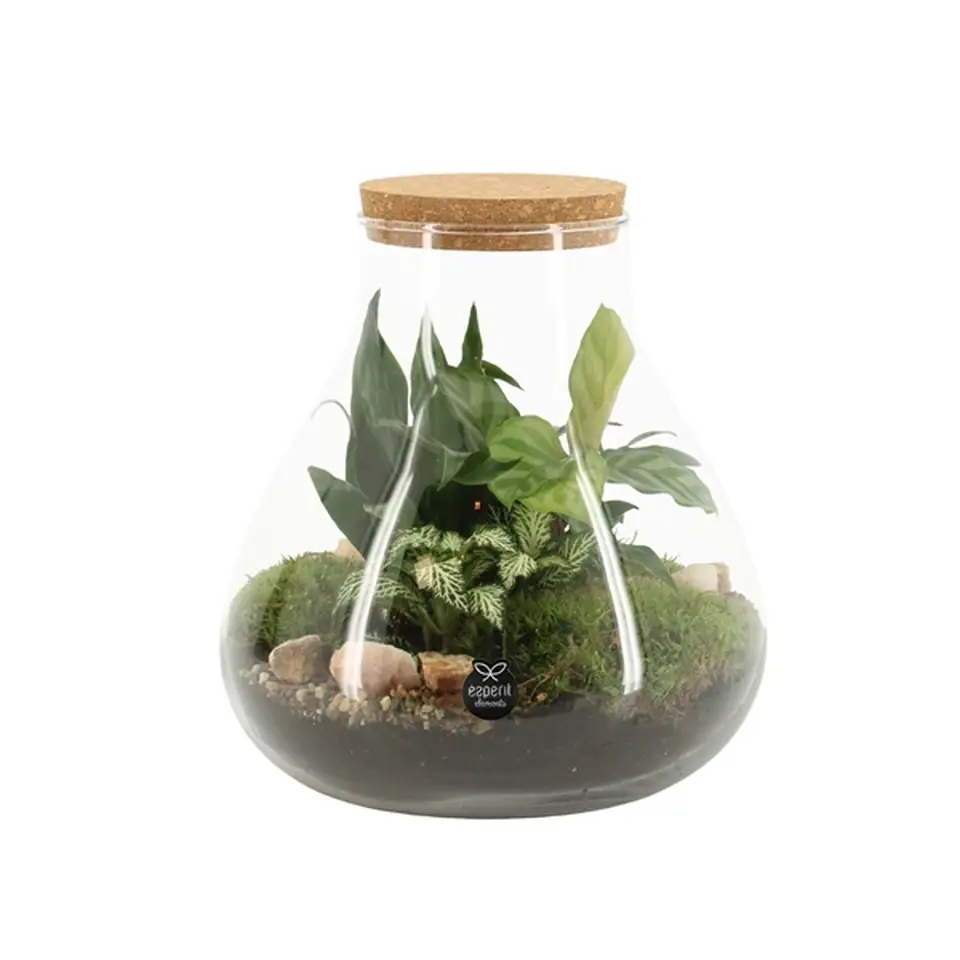 Растения в стъклен съд D23 H25 екосистема - Terrarium