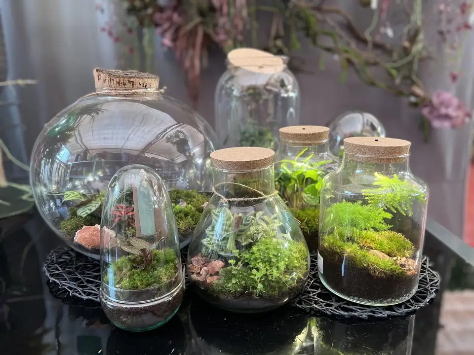 Растения в стъклен съд D23 H25 екосистема - Terrarium - Image 2