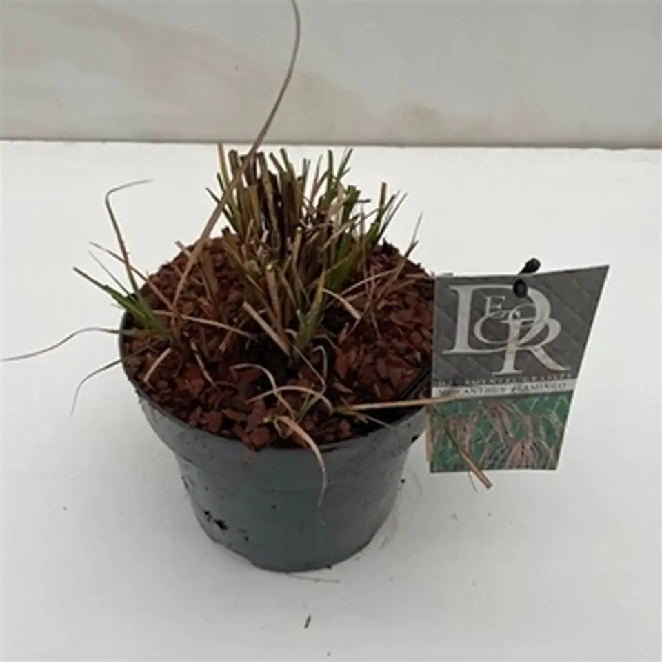 Мискантус D19 H50 - Miscanthus Flamingo