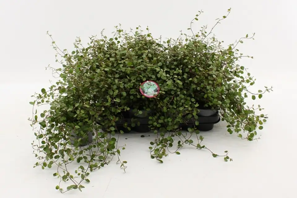 Мюленбекия D11 H10 - Muehlenbeckia Complexa Maori - Image 3