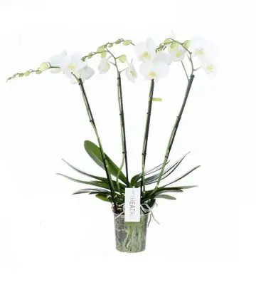 Орхидея D12 H60 - Phalaenopsis Theatro Jazz