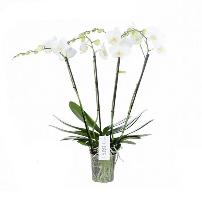 Орхидея D12 H60 - Phalaenopsis Theatro Jazz