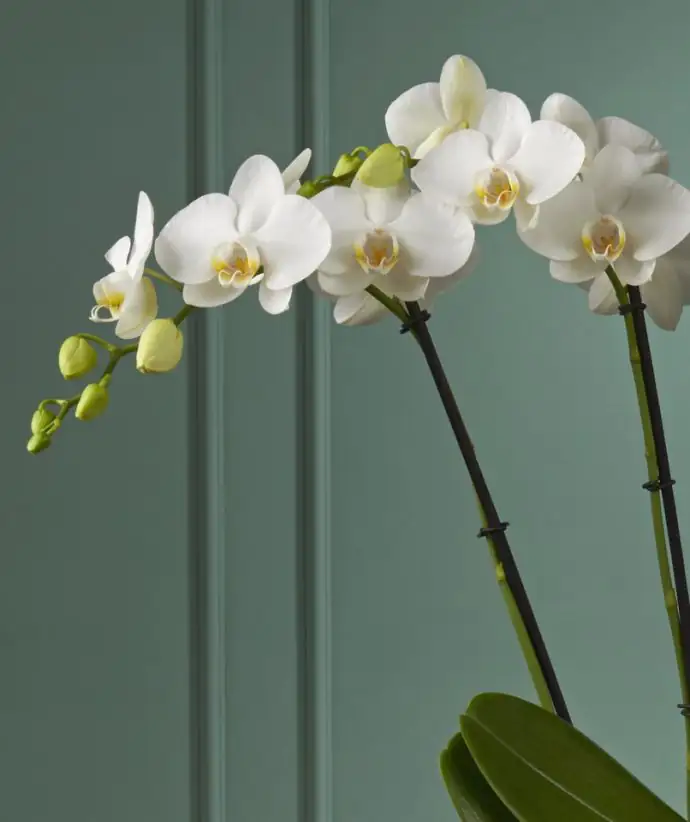 Орхидея D12 H60 - Phalaenopsis Theatro Jazz - Image 2
