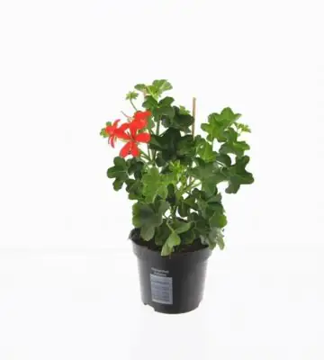 Пеларгониум D10 H25 - Pelargonium Balkon Red