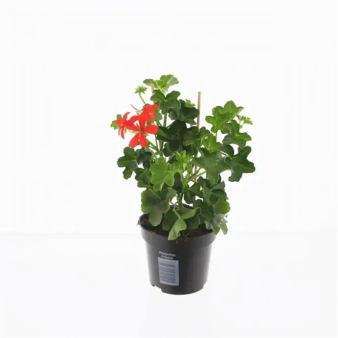 Пеларгониум D10 H25 - Pelargonium Balkon Red