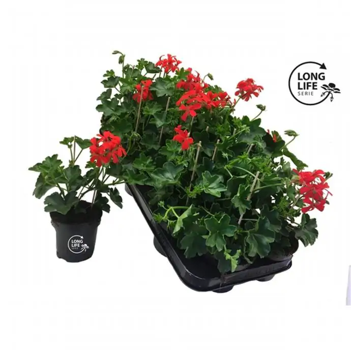 Пеларгониум D10 H25 - Pelargonium Balkon Red - Image 2