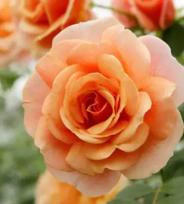 Роза катер. D23 H75 - Rosa Peach Melba ® climbing