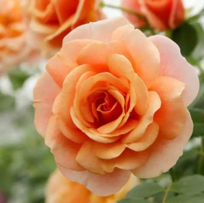 Роза катер. D23 H75 - Rosa Peach Melba ® climbing