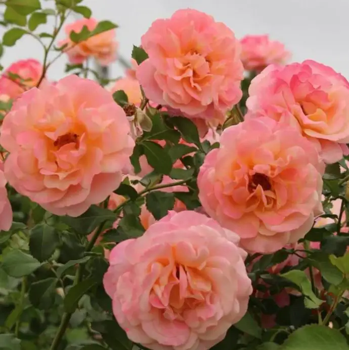 Роза катер. D23 H75 - Rosa Peach Melba ® climbing - Image 2